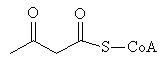 3-Ketobutanoyl-CoA