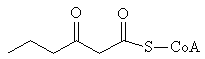 3-Ketohexanoyl-CoA