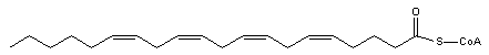 cis-5,8,11,14-Eicosatetraenoyl-CoA