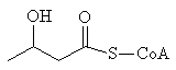 3-Hydroxybutanoyl-CoA